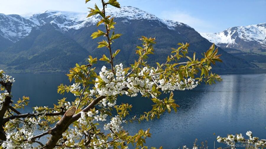 Bergen: Hardangerfjord, Voss Gondola & 3 Great Waterfalls - Hardanger Bridge pass-by: a quick reminder of modern Norway