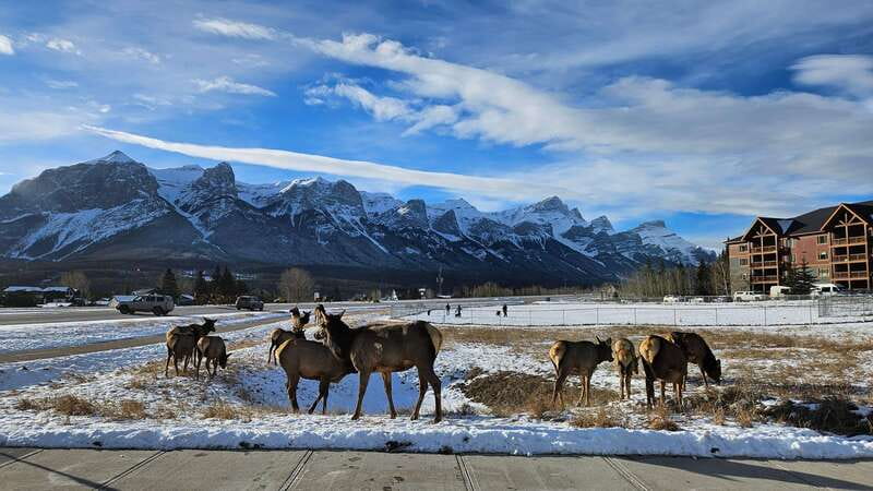 Calgary: Canmore, Banff, Lake Louise - Gondola Included - Canmore break time: a calm rhythm before heading back