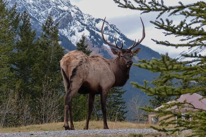 Guided Tour to Banff Highlights & Wildlife With Gondola Admission - Key Things You Should Know Up Front