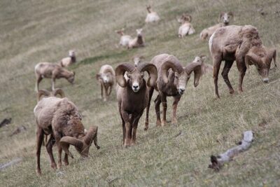 Guided Tour to Banff Highlights & Wildlife With Gondola Admission - Comfortable Ride, Convenient Pickup, and Easy Mobile Tickets
