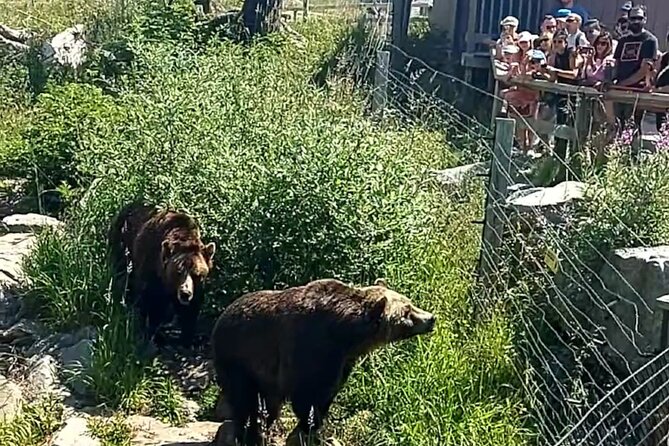 Guided Vancouver Hiking Highlights Day Tour with Gondola Download - Grouse Mountain up top: grizzlies Coola and Grinder, shows, and food stops
