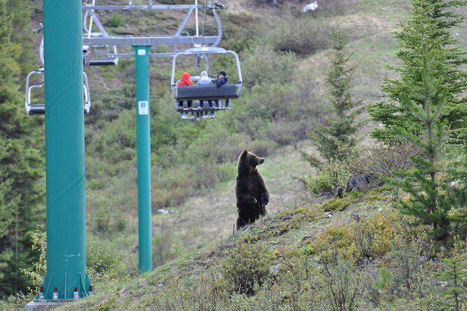 Lake Louise Summer Gondola Experience - Weather Reality Check: How to Avoid a Cloud-Only Day