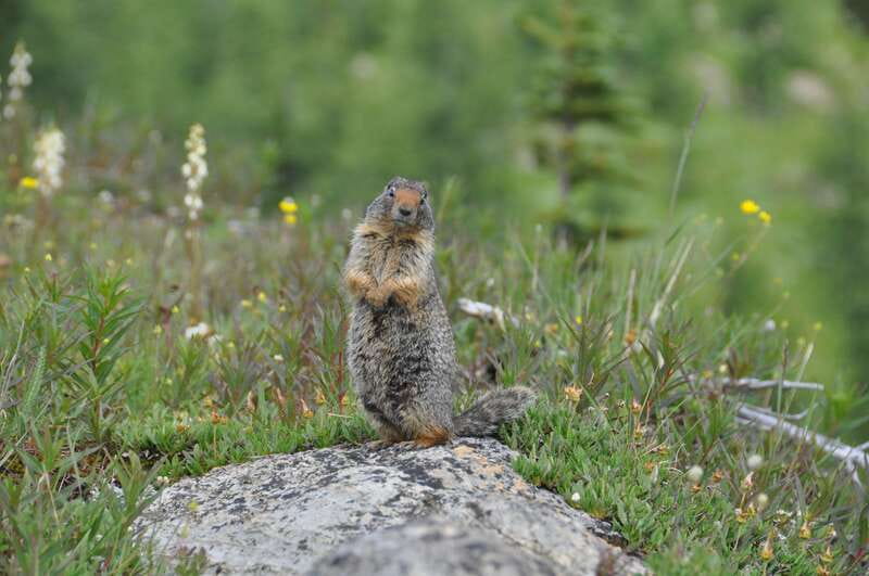 Sunshine Meadows Daily Guided Hike with Gondola - Sunshine Meadows: why this hike feels special in the Canadian Rockies