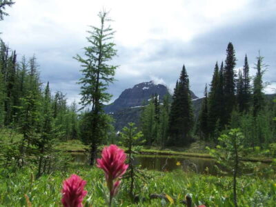 Sunshine Meadows Daily Guided Hike with Gondola - The gondola start: fewer steps, more wow