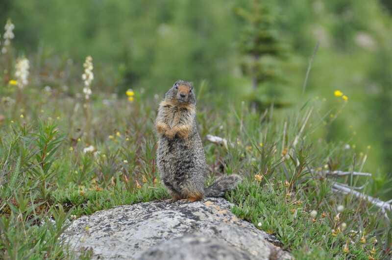 Sunshine Meadows Daily Guided Hike with Gondola - Wildlife spotting: better odds when you know what to watch for