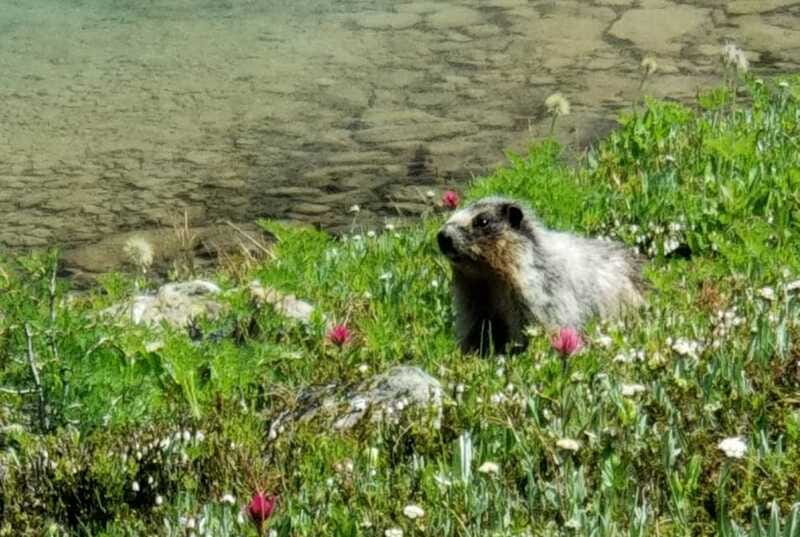 Sunshine Meadows Daily Guided Hike with Gondola - Price and value: what $116 includes (and what that buys you)